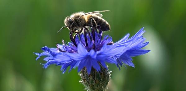 Europäische Bürgerinitiative: Bienen und Bauern retten!